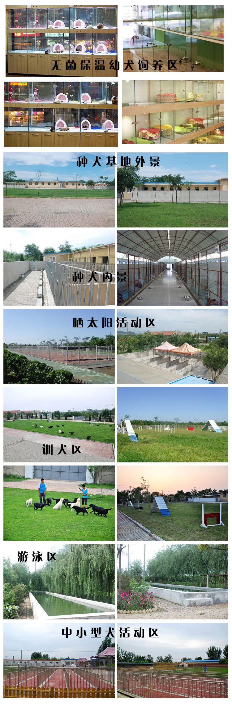 贵宾犬养殖基地 赛级贵宾血统贵宾犬 证书芯片齐全