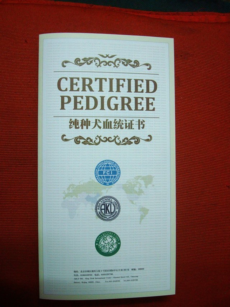 贵宾犬养殖基地 赛级贵宾血统贵宾犬 证书芯片齐全