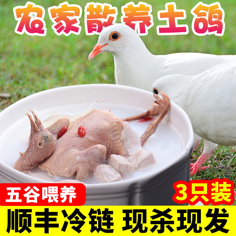 Farmhouse free range pigeon meat 3 fresh earth pigeons suckling pigeons fresh kill fresh pigeon meat old pigeons