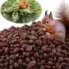 Horsetail pine Golden flower branch Devil Squirrel food Pet food Hamster Chinchilla Molar nut snack 100g