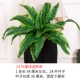 Cây xanh tường mô phỏng cây cỏ tường trong nhà cỏ xanh nền hoa tường trang trí nhựa giả cỏ chống thực - Hoa nhân tạo / Cây / Trái cây lá cây giả
