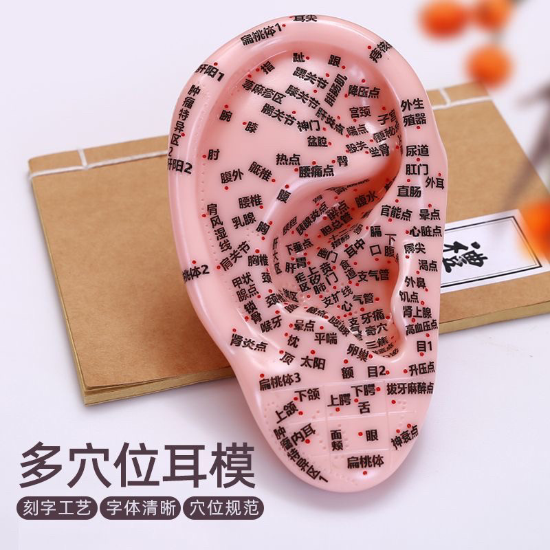 润石多穴位耳部模型耳朵中医参考家用耳模型穴位医用仿真字迹清晰