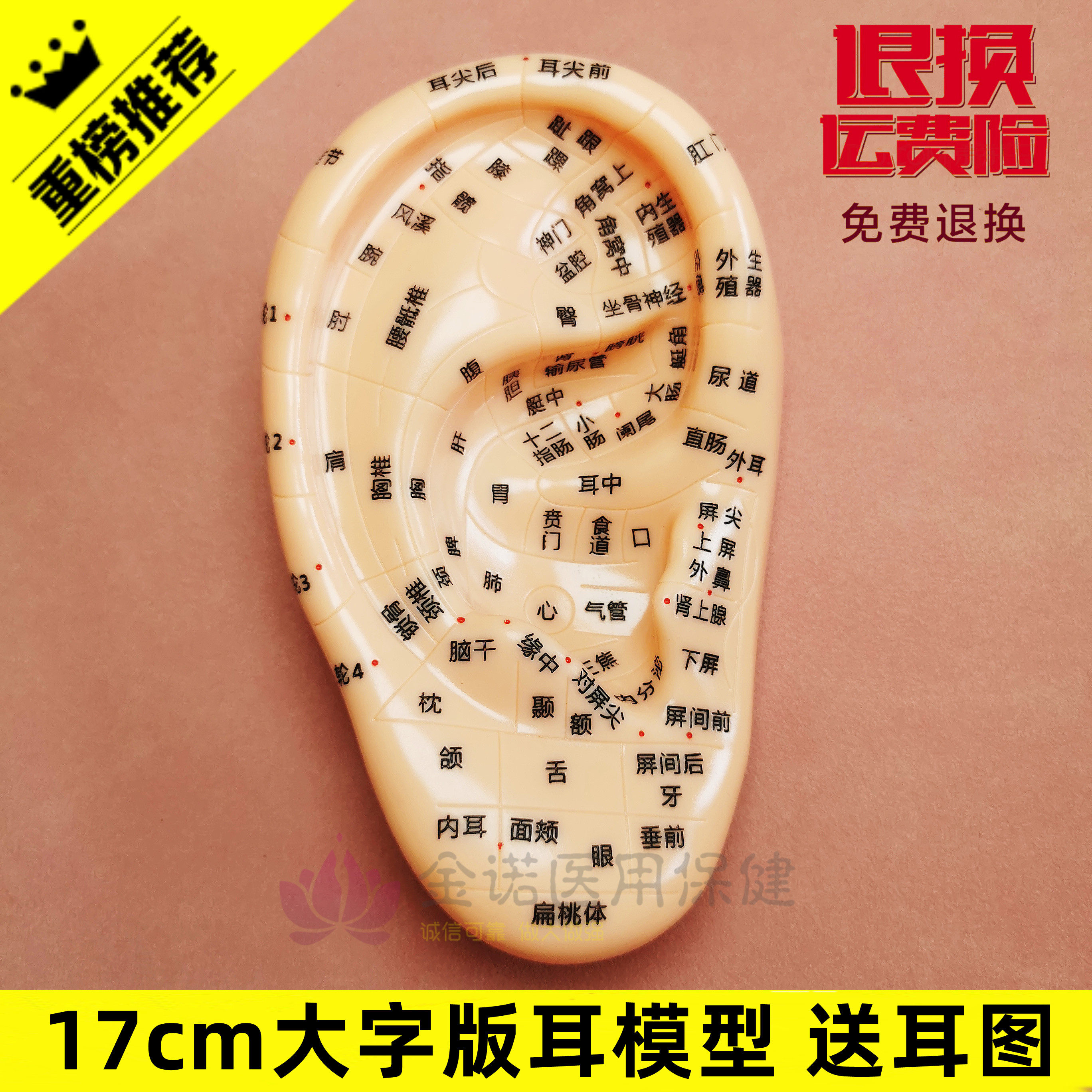 王不留行耳贴耳穴贴探针压豆多穴位按摩耳朵模型反射区探穴笔行籽