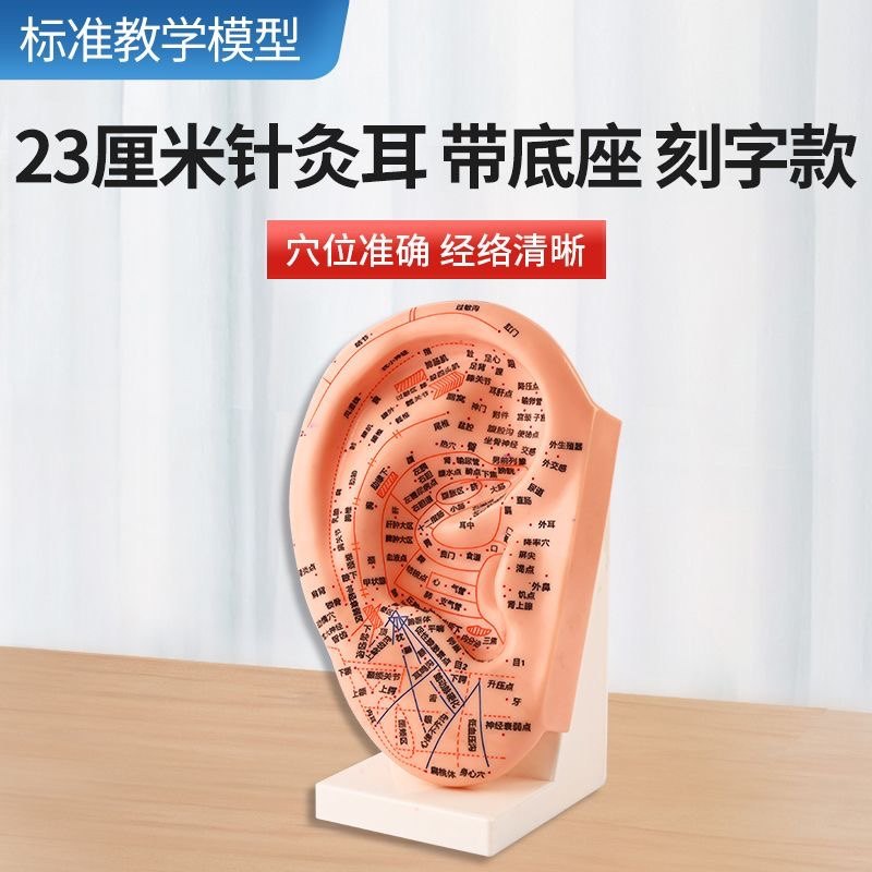 23cm耳穴位模型耳朵模型针灸模型耳模型耳朵针灸模型经络模型
