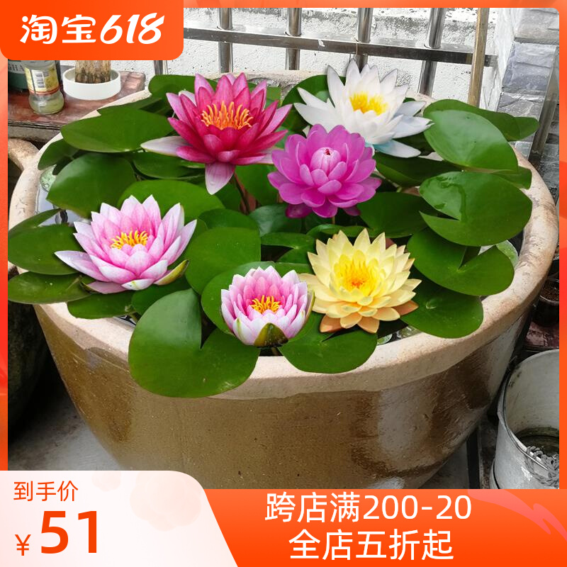 Water Resistant Plant Bowl Lotus Root Stem With Flower Fish Tank Water Grass Live Water Sloth Hydroponic Fish Pool Day Courtyard With Buds
