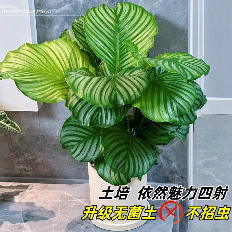 新乡原阳天气适配绿植推荐|青苹果翠叶孔雀竹芋好养耐阴净化空气-天气-淘宝好物网