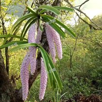 Foxtail orchid air orchid epiphytic orchid orchid orchid green plant flowers fragrant nails orchid orchid 500g