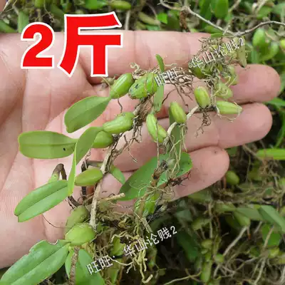 2kg fresh stone olive fruit upper leaf stone rice single leaf small fruit upper leaf 1000g