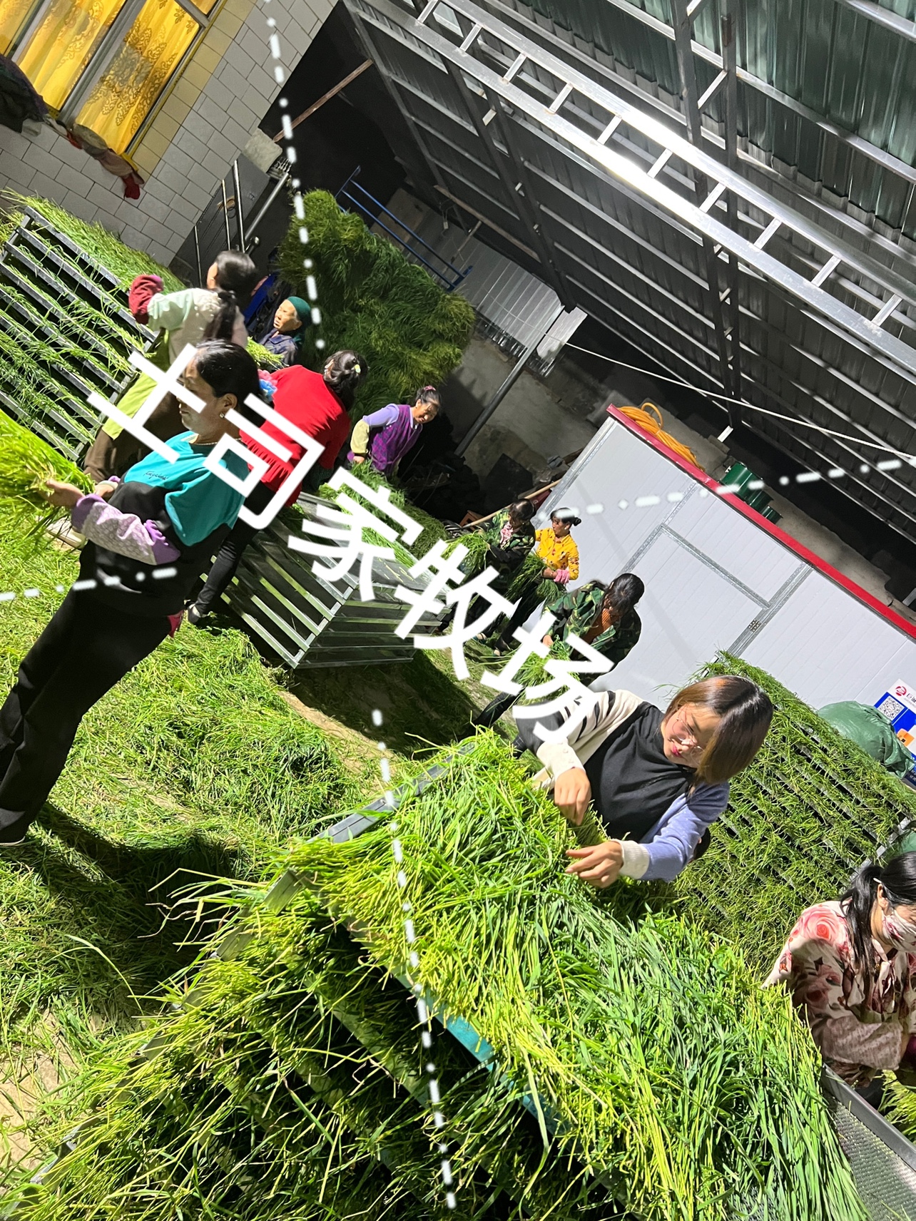 Min County Timothy (baking 1 drying 1 baking oatmeal 1) (baking 2 drying 2 baking oatmeal 1) 5 catties rabbit