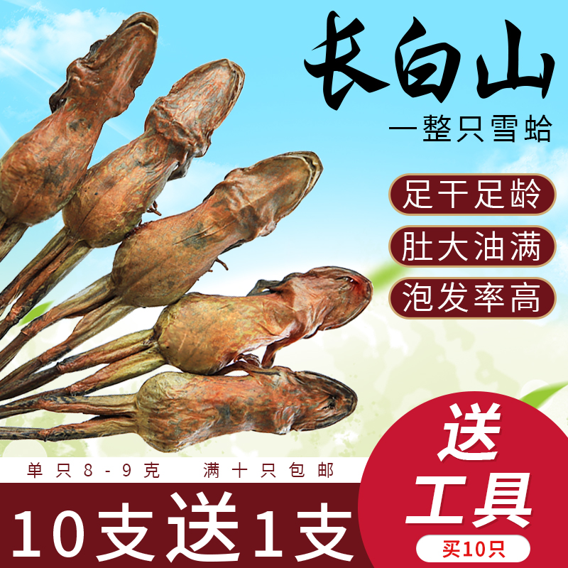 Dried snow clam oil forest frog dried toad oil Northeast forest frog egg oil instant papaya stew snow clam 8-9 grams of dried goods