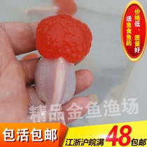 Ornamental goldfish live boutique crane crown red goldfish cold water fish good luck head red crown red envelope live small fry