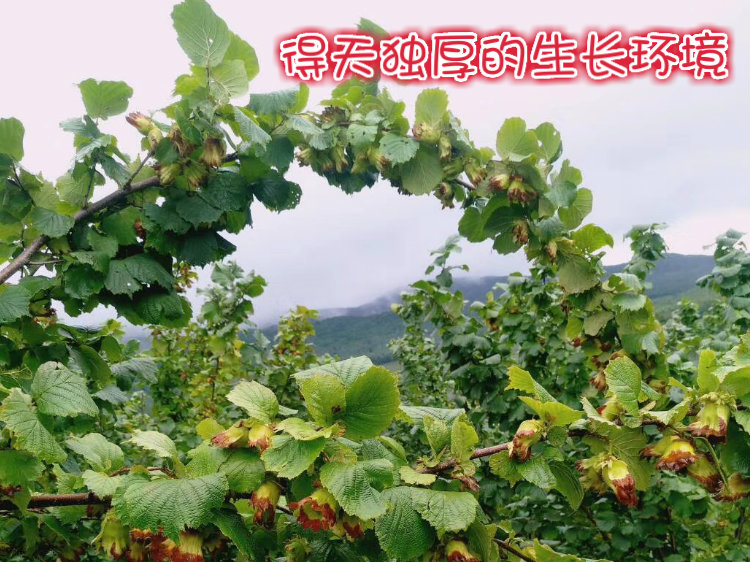 挚恒 平欧大果榛子 原味开口熟榛子 500g 图5
