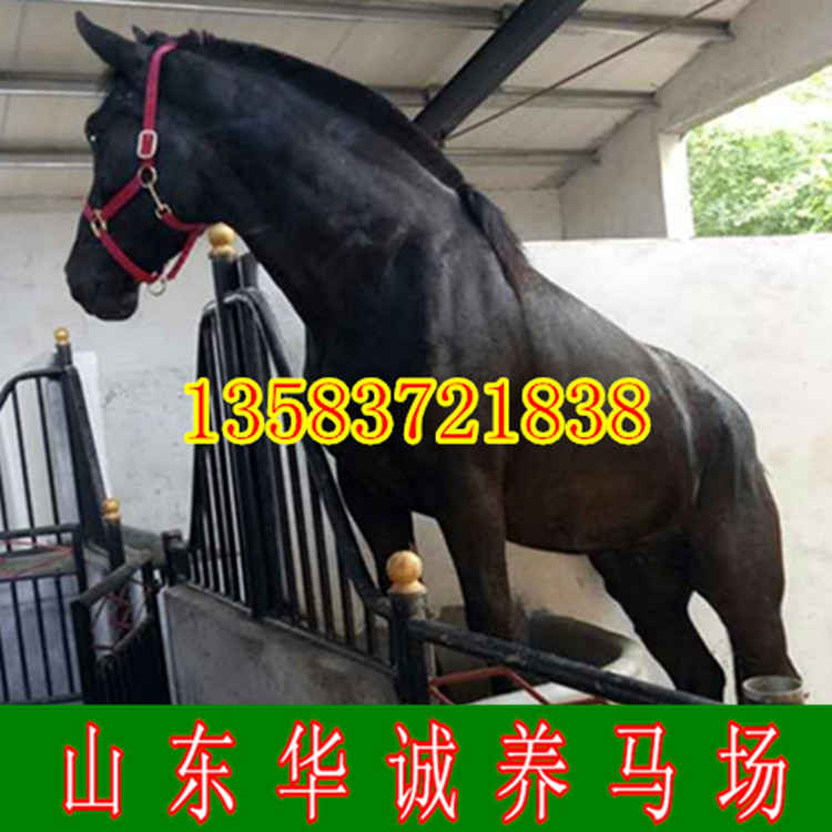 Ngựa, ngựa sống, ngựa, vật nuôi, ngựa nhỏ, người lớn, ngựa, trẻ em cưỡi ngựa nhỏ, ngựa nhà - Nguồn cung cấp ngựa & ngựa giá yên ngựa