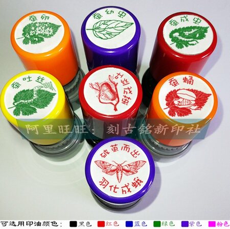 Silkworm baby's growth process seal silkworm cocoon moth extracurricular activity broke into butterfly butterfly