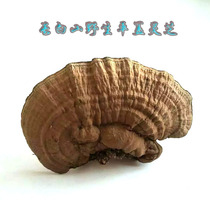 Changbai Mountain Wild Flat Cover Ganoderma Lucidum Tree Tongue Ganoderma Lucidum Qingzhi Linzhi Ganoderma Lucidum Tablets 500g