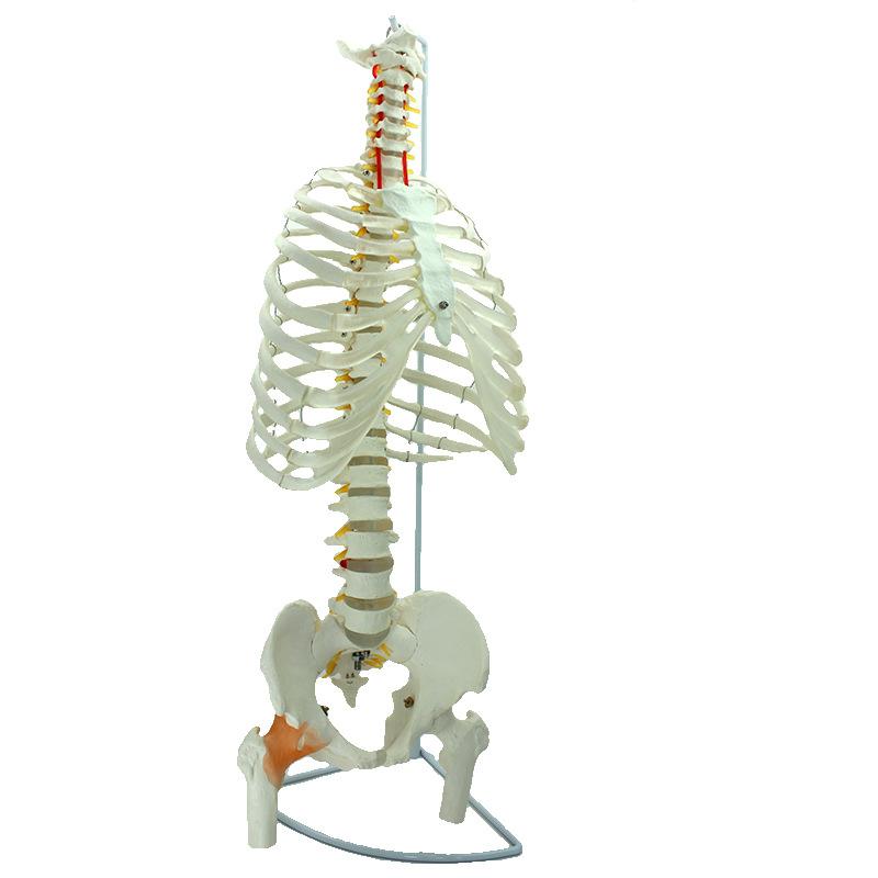 人体骨架模型人体骨骼模型胸骨模型关节模型脊椎模型脊椎模型