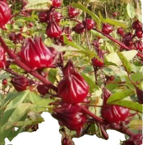 Farm-grown dried roselle dried red peach K fruit raw materials of Roselle tea no pesticides zero additives