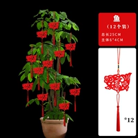 Бархат [рыба] 12 человек