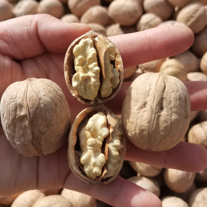 新疆185纸皮核桃：阿克苏薄壳核桃的新晋『明星』️