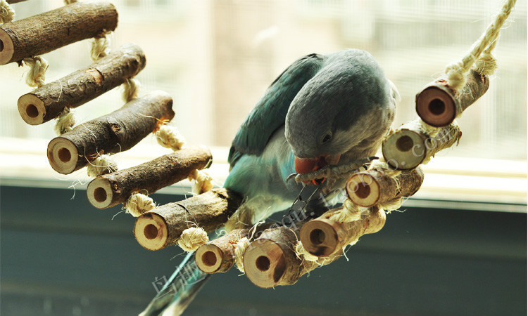 Parrot Toy Xuanfeng Bird Bird Đồ chơi Thang Parrot Toy Bud Parrot Log Color Ladder - Chim & Chăm sóc chim Supplies lòng chào mào đẹp giá rẻ