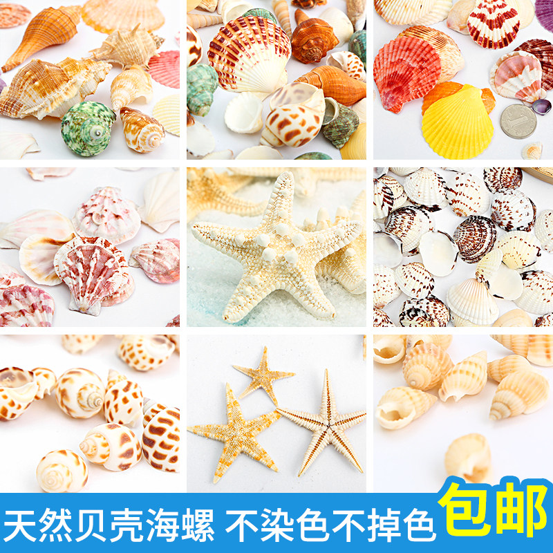 Natural Sea Snail Shells Small SeaStar Fish Tank Built View Diy Specimen Posting Crab Shell Handmade Decorative Windbell Craft Gift Hem