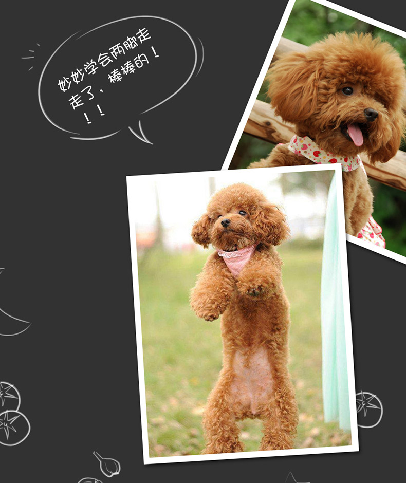 Pamp vật nuôi Beths mol que chó teether dog Teddy con chó cắn gel răng dính ngoại trừ hơi thở hôi đào tạo đồ ăn nhẹ thức ăn thưởng cho chó