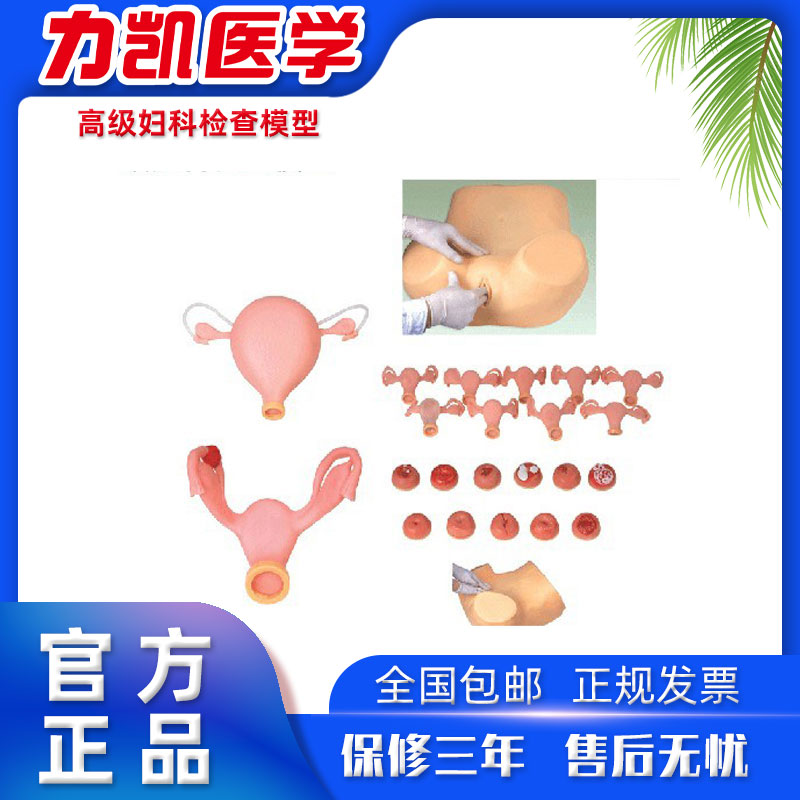 力凯LK/F6J高级妇科检查模型宫颈子宫内部解剖子宫检查阴道检查