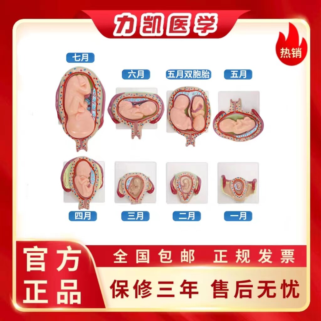 力凯LK/A42005胎儿胚胎妊娠发育过程模型生育演示胎教妇科模型