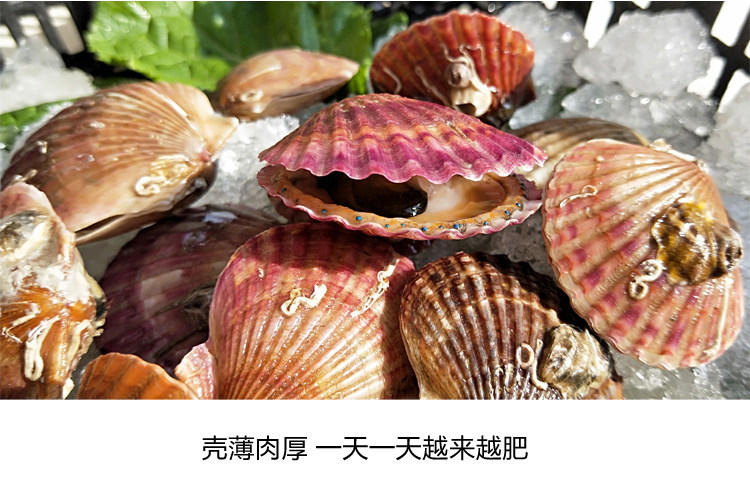 海红贝的图片,图片,花的图片_大山谷图库