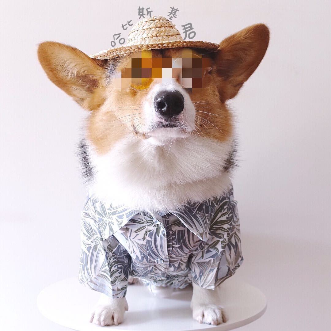 Kitty puppies Pets Pets Grass Hats Summer Puppies Teddy Headgear Sunscreen Hat Kokie Bulldog Photo Props