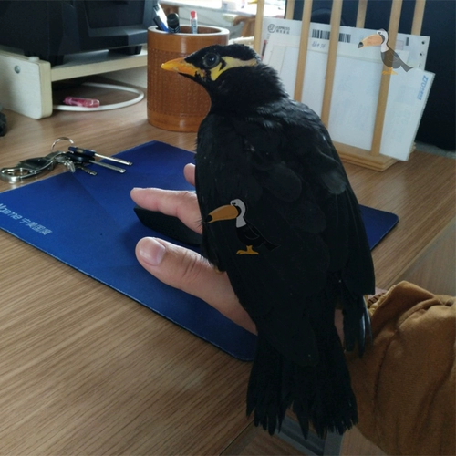 Аксессуары для птиц -клетки птицы с дозатором воды кормить чашку пищи 鹩 鹩 八 八 八 八 八 八