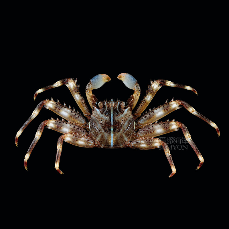 🎨 快乐宠物 🦀 - 蓝脚寄居蟹糖果蟹光背蟹琵琶蟹背足蛙蟹红斑蟹蜘蛛蟹馒头蟹闪电蟹-蟹-淘宝好物网