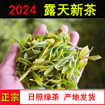 Sun Shine Green Tea 2024 New Tea Open Air Early Spring Tea Bean Fresh chestnut Chestnut Incense Iron Box Bagged Intense Aroma Type Self-Prolific Self-Sell
