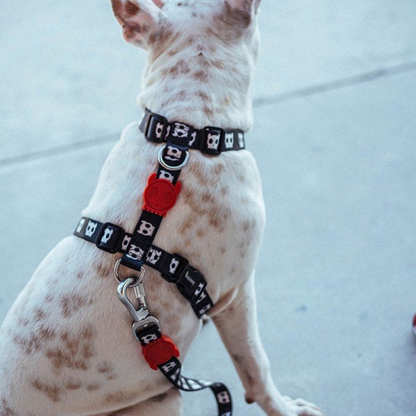 Special price US zeedog chest back item ring cat dog import traction neck ring chest back) It's more than a pet.