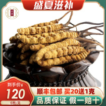 (Delivery from origin)Yunlu First stage Cordyceps Lyophilized Cordyceps Cordyceps 6 grams of Cordyceps