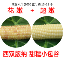 Dai waxy corn (flower tender super tender) Yunnan Xishuangbanna sweet waxy packet valley freshly cooked 4 pounds