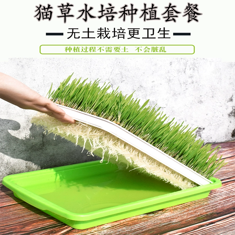 Mèo cỏ thủy canh mèo hạt giống trồng mèo mèo kem tóc để tóc bóng mèo hạt giống mèo ăn nhẹ catnip - Đồ ăn nhẹ cho mèo