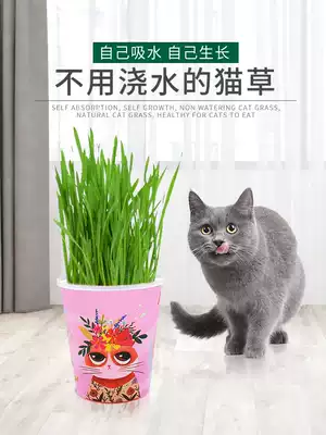 Lazy cat grass no watering seed set for hairball cat snacks hydroponic potted pet supplies non-catnip