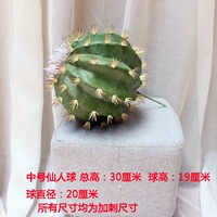 Средний кактус без кастрюли