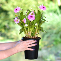 Jiangnan Maple Snow Seeking Plum With Black Basin Dendrobium Dendrobium Candidendrobium Potted Dendrobium Flower Plant Small Green Value Bonsai