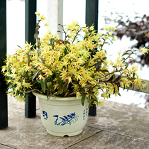 Jiang Nanfeng Office Dendrobium seedling Balcony Dendrobium orchid plant size green plant Chlorophyll potted plant