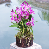 Jiang Nanfeng Chishui Nobile Drumstick Dendrobium seedling stump Potted Dendrobium chlorophyll green plant Flower hydroponic plant