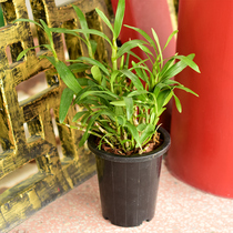 Jiangnan Maple Red Water Golden Hairpin Dendrobium Dendrobium dendrobium Miao Potted Flowers Plant Small Green Flowers Plant Small Green Value Bonsai