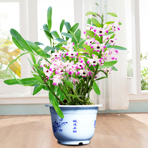 Jiangnan Maple Red Water Golden Hairpin Dendrobium Dendrobium dendrobium Miao Potted Flowers Plant Small Green Flowers Plant Small Green Value Bonsai