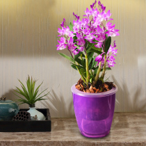 European and American style mini exotic style Violet Dendrobium dendrobium seedling Orchid small pot plant Green plant flower