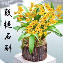 Jiang Nanfeng Drumstick Dendrobium stump Dendrobium tin dendrobium maple bucket seedlings Non-rice dendrobium seedlings with stakes can be made while planting and eating