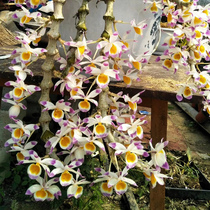 Proud Ice Hearts Dendrobium Wall Hung Plate Plant Indoor dendrobium Dendrobium Fry Potted Office Swollen Dendrobium hydroponic plant