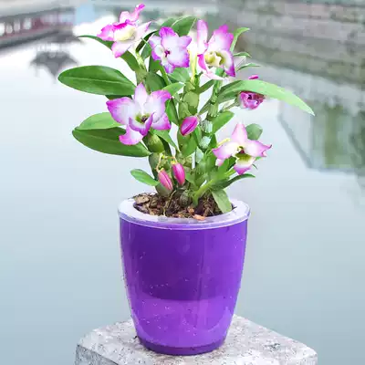 Dendrobium Bauhinia Dendrobium tin Dendrobium seedlings Chlorophyll flower seedlings Australian spring and Autumn Dendrobium seedlings Small flower potted green plant
