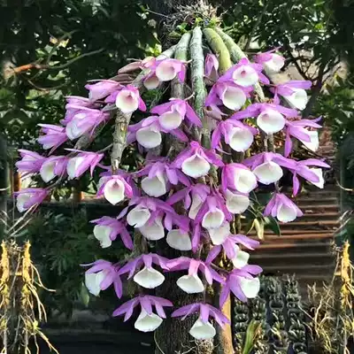 Jiang Nan Feng Tianwai Feixian Wall-mounted Dendrobium seedling Green plant potted hydroponic plant Flower Garden Home plant
