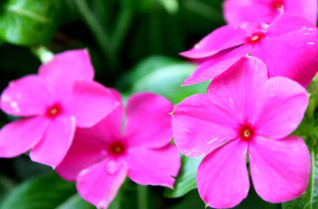 这可不是路边野花 它有学名的叫长春花 料峭iiii的我爱搜罗